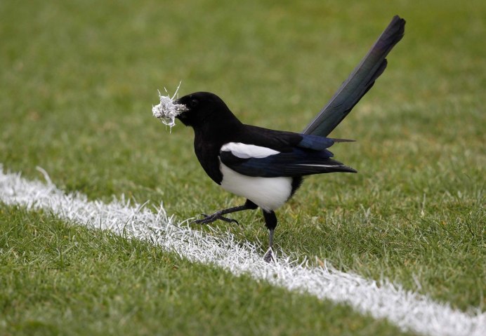 Сорока украла