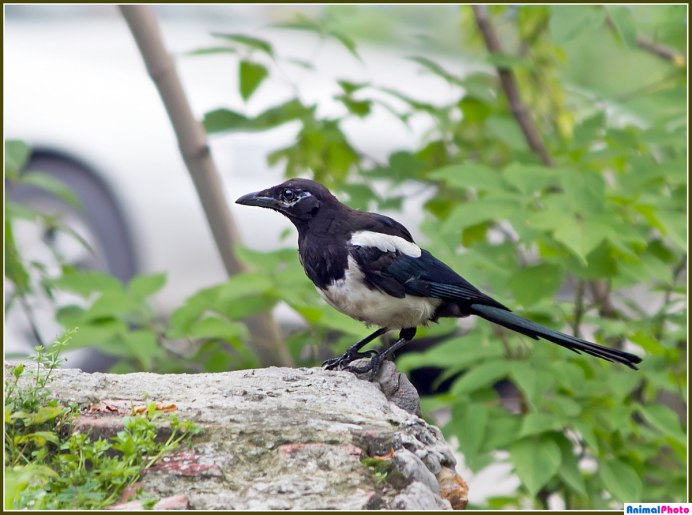 Белобока птица