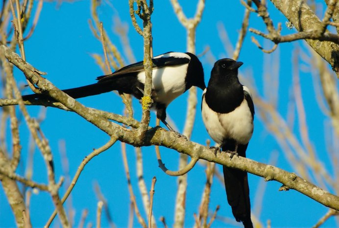 Птицы в городе