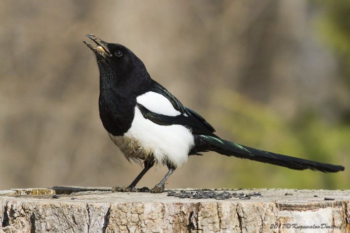 Сорока белобока птица