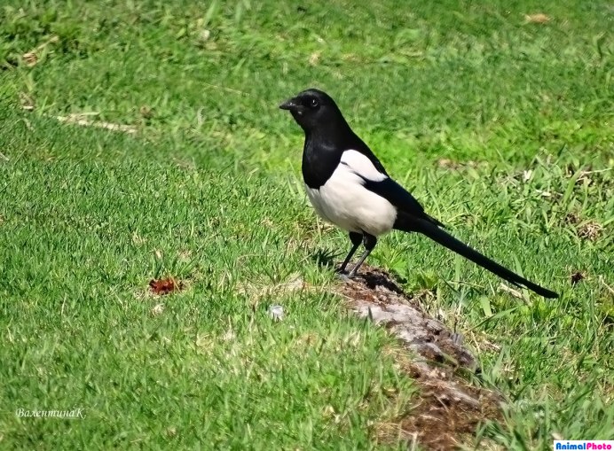 Широколиственные леса птицы