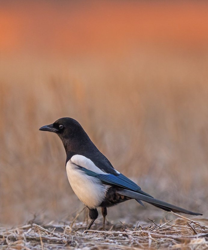 Черноклювая сорока