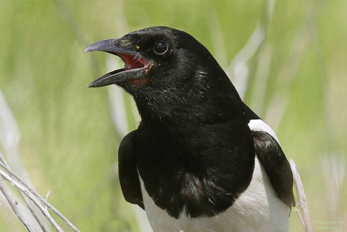Сорока белобока птица