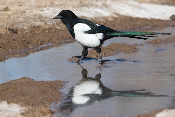 Сорока на кыргызском