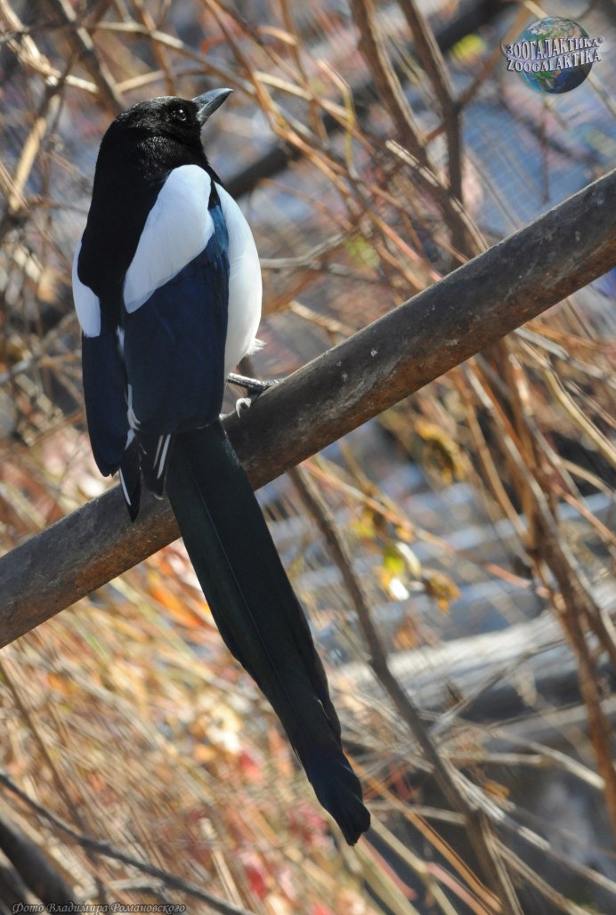 Зоогалактика птицы