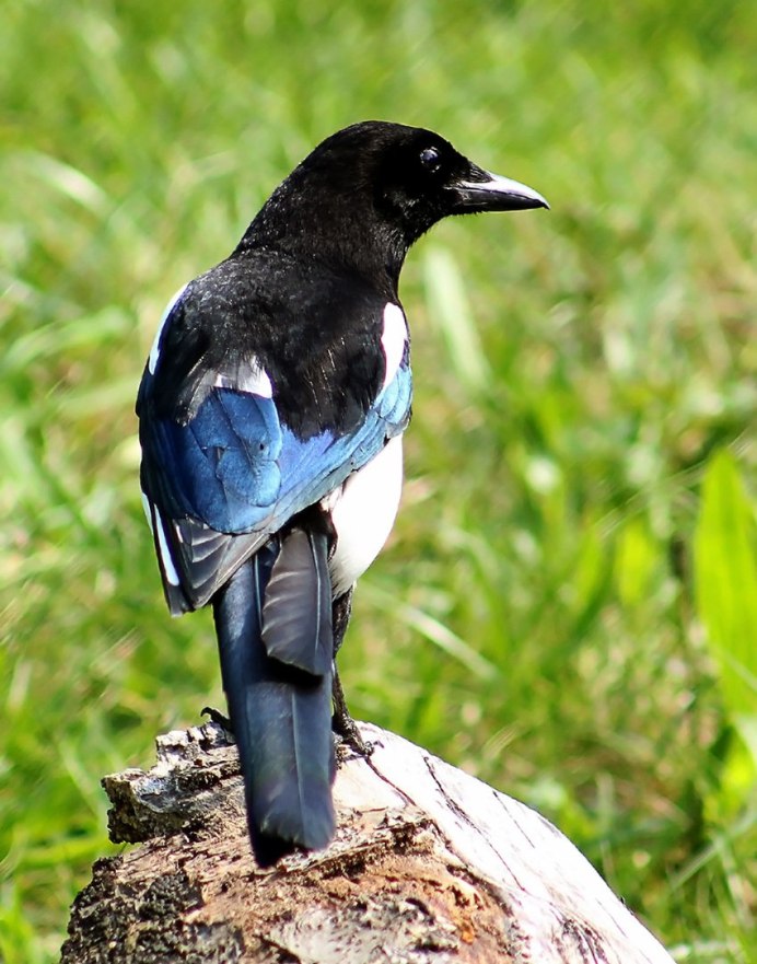 Сорока белобока птица