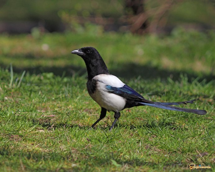 Сорока белохвостая