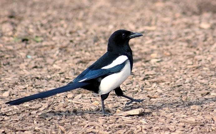 Птичка сорока белобока