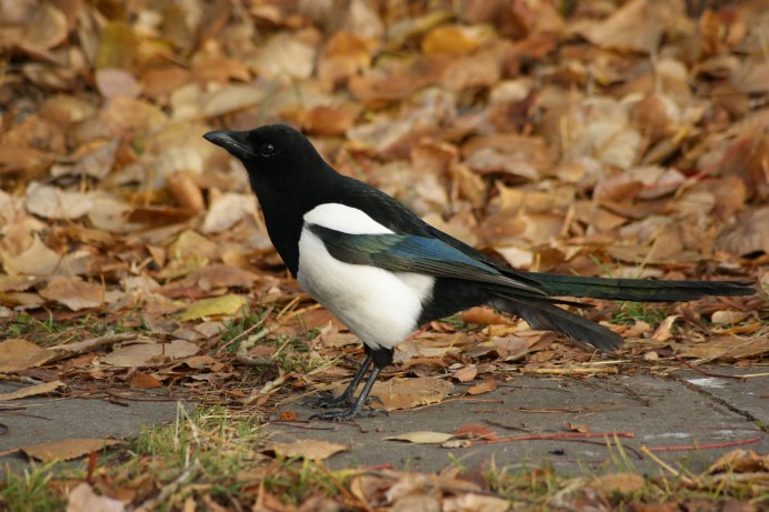 Сорока обыкновенная