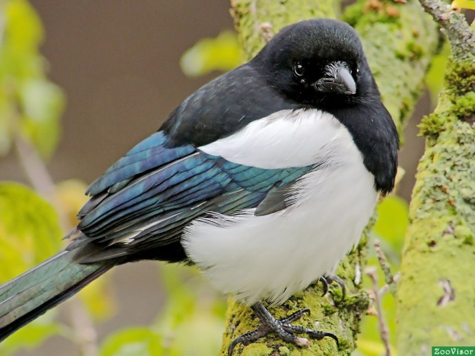 Толстая сорока