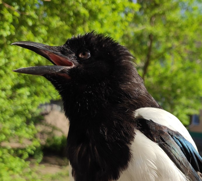 Злая сорока