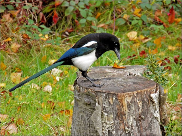 Сорока Лесная птица