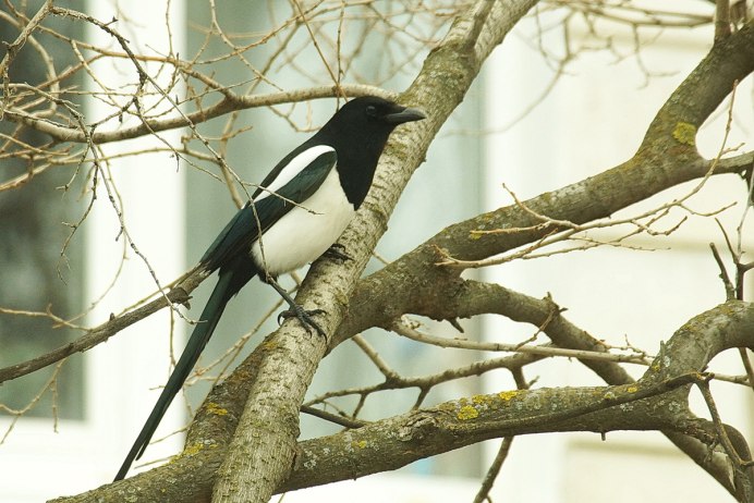 Птица сорока Хойбах Германия