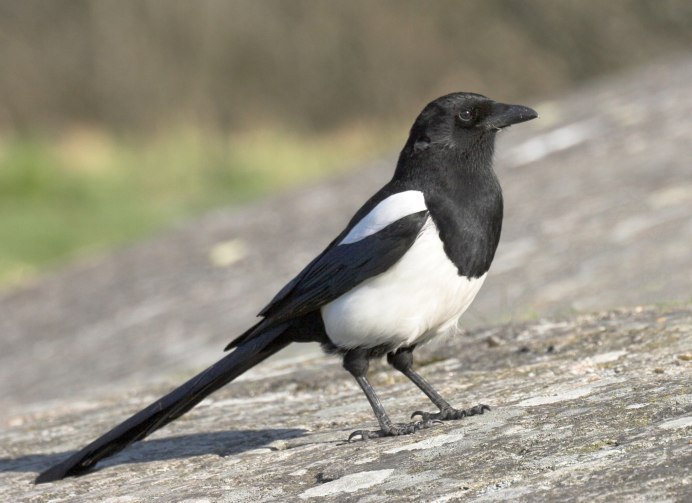 Изображение сороки