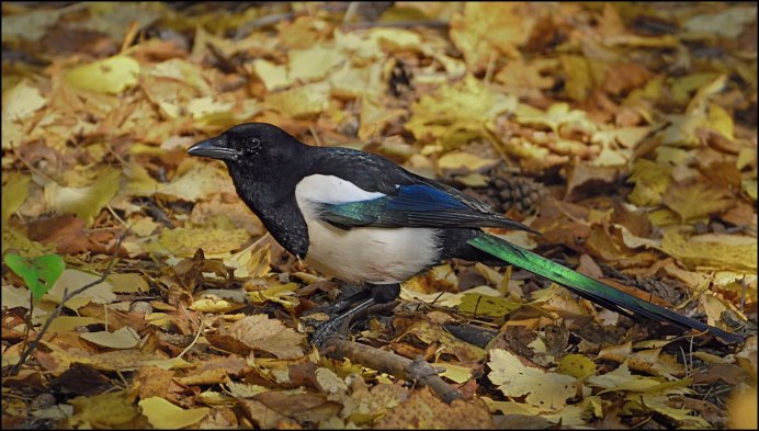 Сорока без хвоста