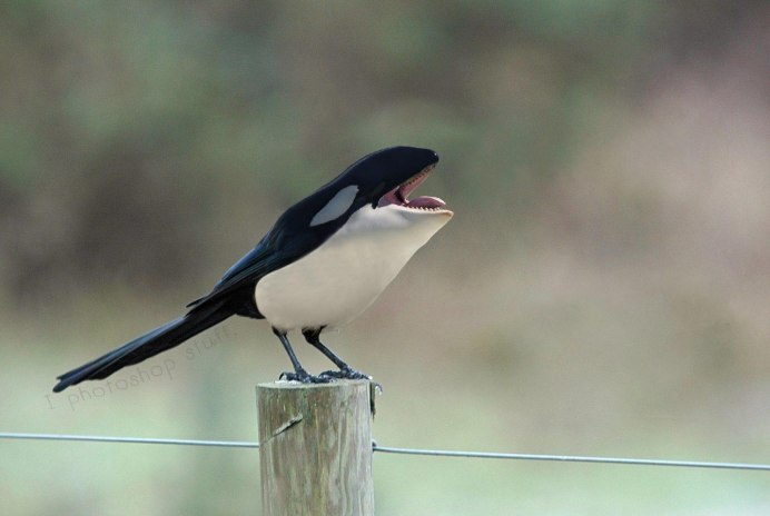 Длиннохвостая сорока