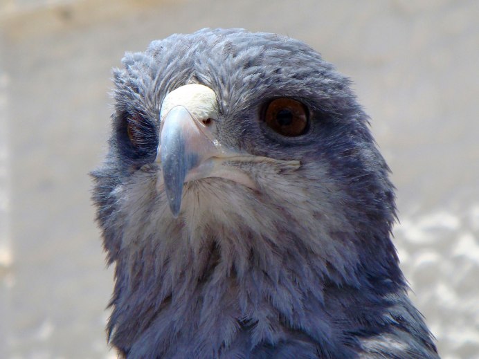 Bald Eagle Legs