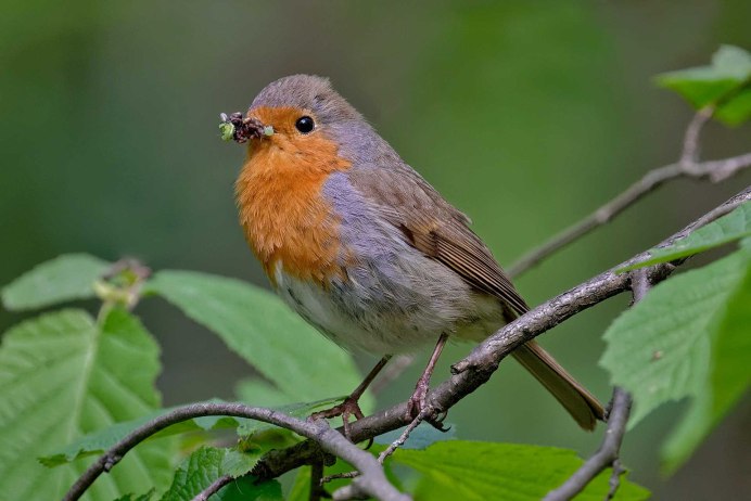 Птица с оранжевой головой