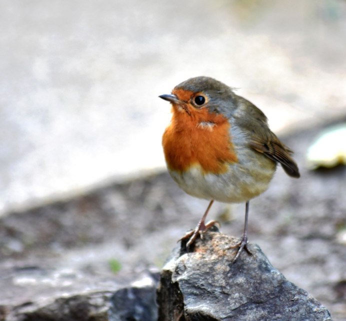 Robin Redbreast Bird