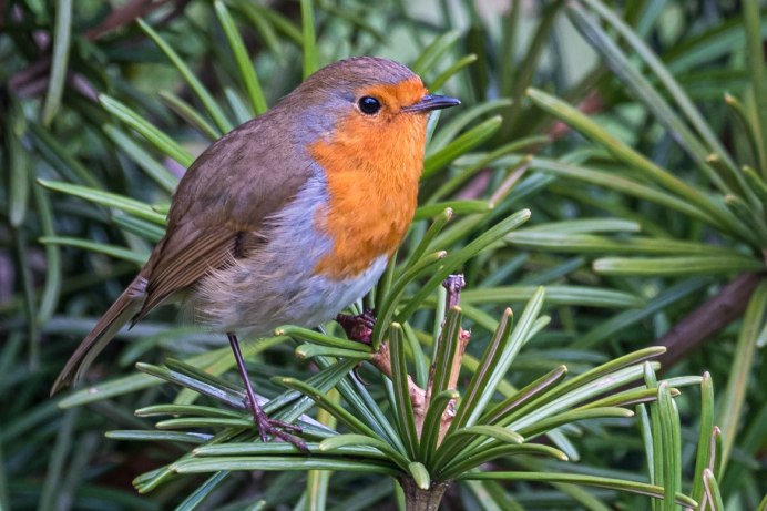 Маленькая птичка с рыжей грудкой