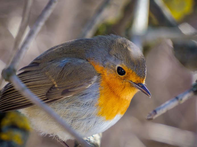 Robin Redbreast