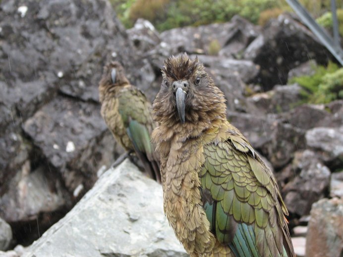Kea 2018
