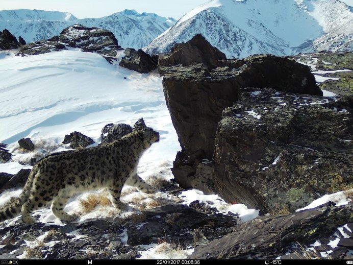 Убсунурская котловина снежный Барс
