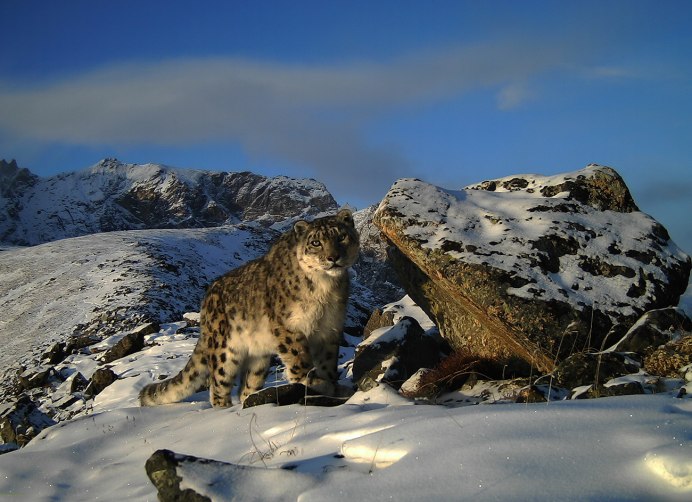 - Снежный Барс (Panthera uncia