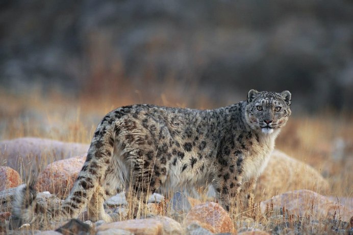 Снежный Барс Ирбис