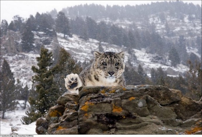 Снежный Барс в КЧР