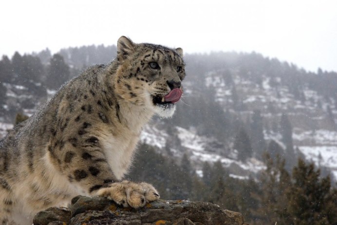 Ирбис снежный Барс популяция