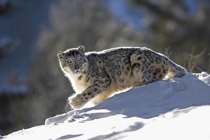 Снежный Барс Барсик