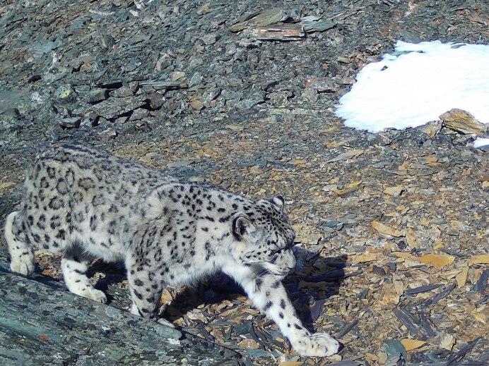 Саяно-Шушенский заповедник снежный Барс