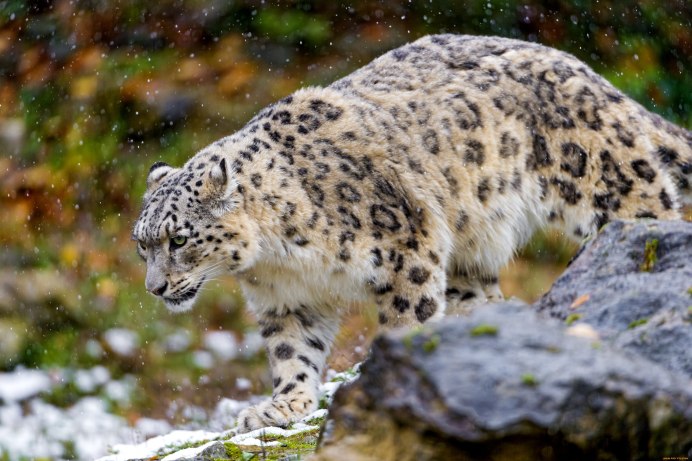 Снежный Барс (Ирбис, снежный леопард)