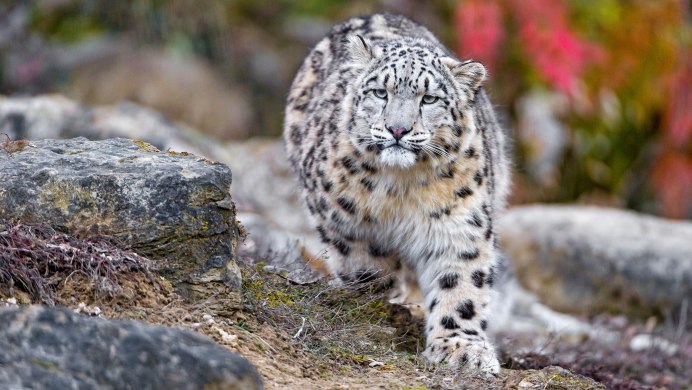 Сайлюгемский заповедник снежный Барс