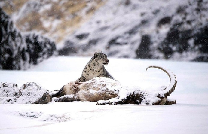 - Снежный Барс (Panthera uncia