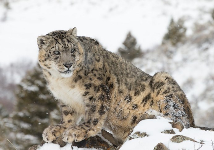 Снежный Барс Тянь Шань