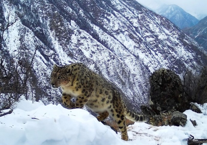 Катунский заповедник снежный Барс