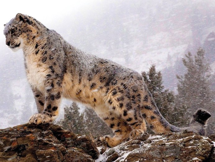 Алматинский заповедник снежный Барс