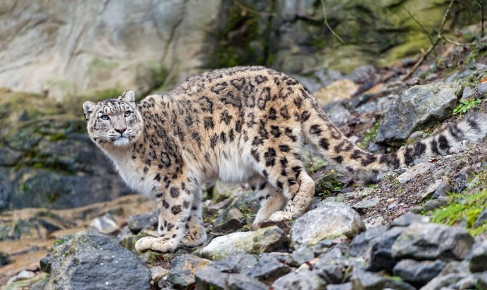 Снежный Барс