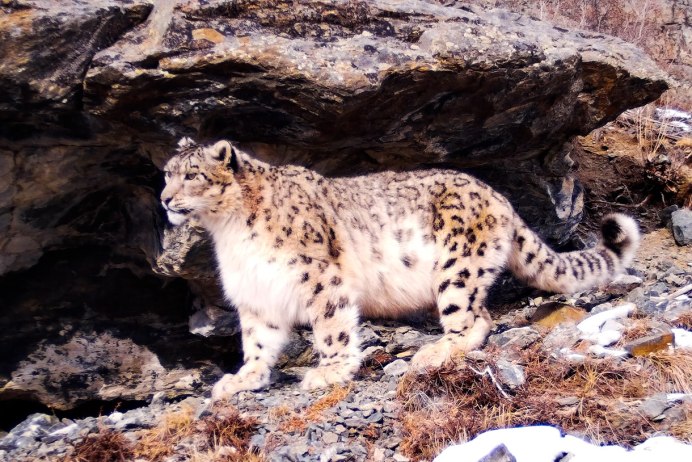 Снежный Барс в Гималаях охота