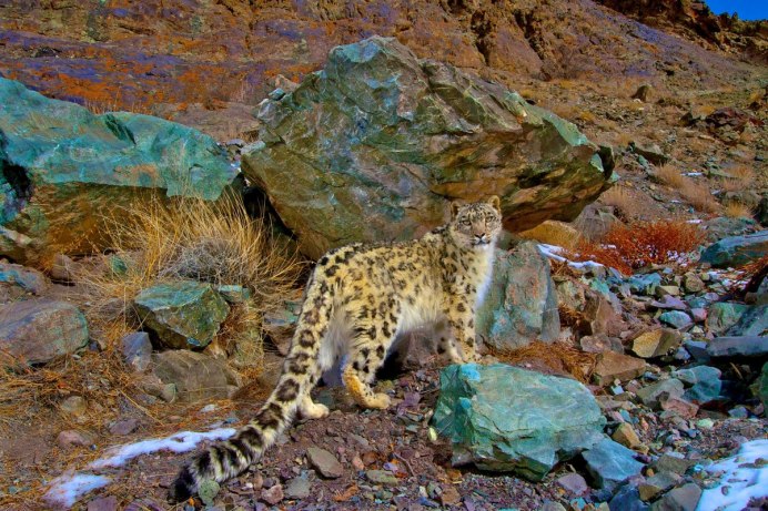 Снежный Барс Ирбис