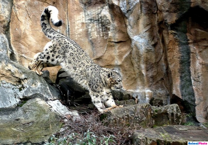 Ирбис снежный Барс в природе