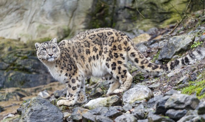 - Снежный Барс (Panthera uncia