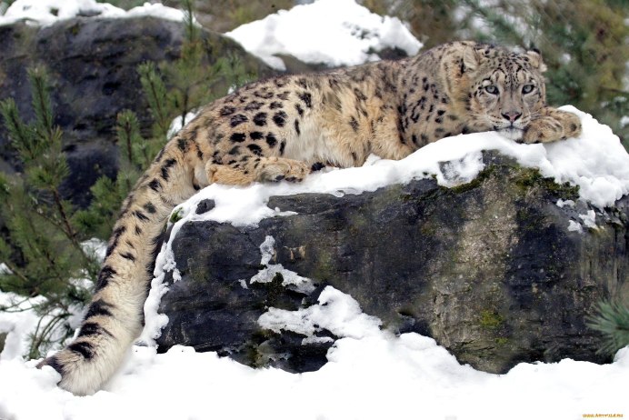 Снежный Барс Тянь Шань