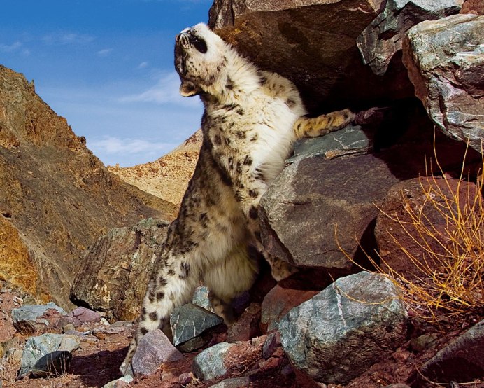 Алтайский заповедник снежный Барс