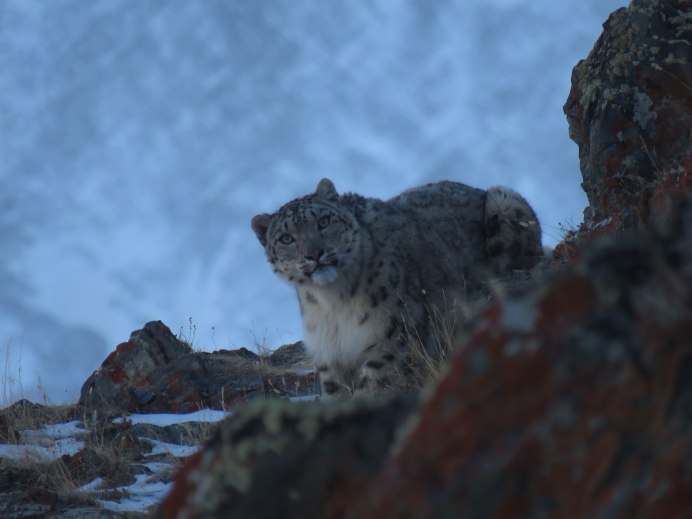Убсунурская котловина снежный Барс