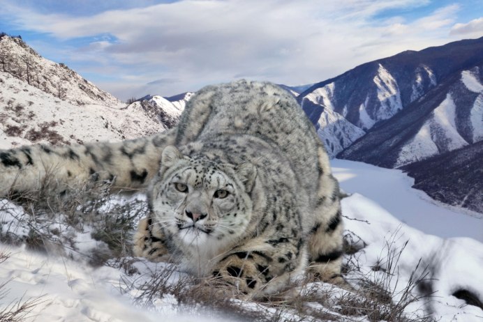 Сайлюгемский заповедник снежный Барс