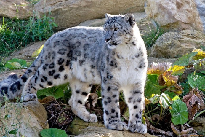 Снежный Барс Кузнецкий Алатау