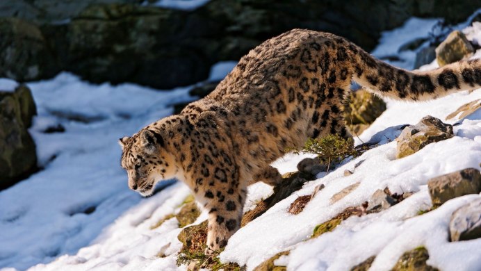 Алтайский заповедник Ирбис